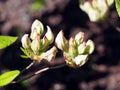 Azalea green, yellow and pink buds Royalty Free Stock Photo