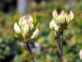 Azalea green, yellow and pink buds Royalty Free Stock Photo