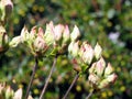 Azalea green, yellow and pink buds Royalty Free Stock Photo