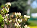 Azalea green, yellow and pink buds Royalty Free Stock Photo