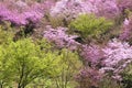 Azalea grow on the slope of hill