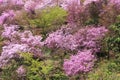 Azalea grow on the slope of hill Royalty Free Stock Photo