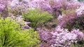 Azalea grow on the slope of hill