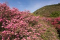 Azalea and hill Royalty Free Stock Photo