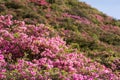 Azalea and hillside Royalty Free Stock Photo