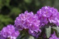 Azalea japonica blue jay purple white spotted bunch of flowers in bloom, beautiful flowering plant branches Royalty Free Stock Photo