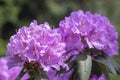 Azalea japonica blue jay purple white spotted bunch of flowers in bloom, beautiful flowering plant branches Royalty Free Stock Photo