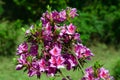 Azalea japonica `Hino crimson`. Arboretum of the University of the Basque Country.