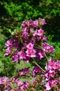 Azalea japonica `Hino crimson`. Arboretum of the University of the Basque Country.