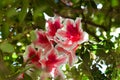 Azalea japonica Mavka or Rhododendron Mavka