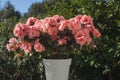 Azalea japonica pink flowers in a pot Royalty Free Stock Photo