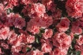 Azalea japonica pink flowers Rhododendron