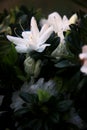 Azalea Kurume `snow` white flower