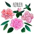 Azalea leaves and flowers collection