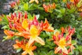 Azalea Mollis Flowers