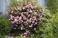 Azalea pink blooming and green plants in the garden