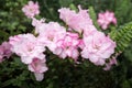 an azalea plant white with mottled pink flowers Royalty Free Stock Photo