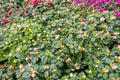 Azalea plants flowering in close-up.