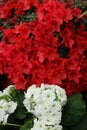 Azalea red,Petunias, Yellow daffodil,pansies, snapdragon and marigold, beautiful flower green grass background black white Royalty Free Stock Photo