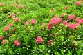 Azalea Rhododendron