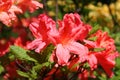 Azalea Rhododendron