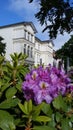 Sweet Azalea Rhododendron Royalty Free Stock Photo