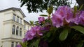 Colorful Azalea Rhododendron Blooms Royalty Free Stock Photo