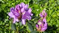 Violet Rhododendron Blooms Royalty Free Stock Photo