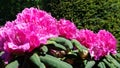 Pink Azalea Rhododendron Royalty Free Stock Photo