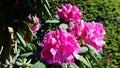 Pink Sweet Azalea Rhododendron Blooms Royalty Free Stock Photo