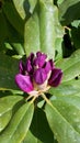 Azalea Rhododendron Blooms Royalty Free Stock Photo