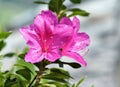 Azalea Rhododendron Flower Royalty Free Stock Photo