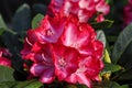 Azalea rhododendron flower in dark pink. Royalty Free Stock Photo