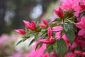 Azalea Rhododendron flowers