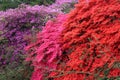 Azalea Rhododendron flowers Royalty Free Stock Photo