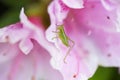 Azalea Rhododendron flowers. Royalty Free Stock Photo