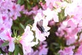 Azalea Rhododendron flowers. Royalty Free Stock Photo