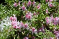 Azalea Rhododendron flowers. Royalty Free Stock Photo