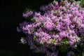 Azalea Rhododendron flowers. Royalty Free Stock Photo