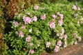 Azalea Rhododendron flowers Royalty Free Stock Photo