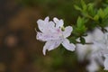 Azalea Rhododendron flowers Royalty Free Stock Photo