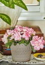 Azalea Rhododendron Indoor azaleas are a beautiful multicolored plant that blooms in winter