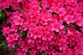 Azalea  Rhododendron  orange red colored flowers. Azaleas bloom in the spring May and June in the temperate Northern Hemisphere Royalty Free Stock Photo