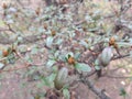 Azalea (Rhododendron) Plant with Flower Buds in Early Spring. Royalty Free Stock Photo