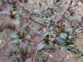 Azalea (Rhododendron) Plant with Flower Buds in Early Spring. Royalty Free Stock Photo