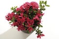 Azalea, Rhododendron simsii Royalty Free Stock Photo