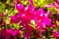 Azalea`s flower. Coral pink azalea flowers. Coral pink azalea flowers in the garden