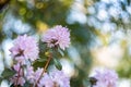 Azalea in the shade of trees in the park in the summertime. Natural blurred background and bokeh. Copy space. Royalty Free Stock Photo