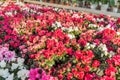 Azalea in shop for greenhouse cultivation of indoor flowers