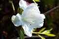 Azalea shrub. Rhododendron macro photo flower